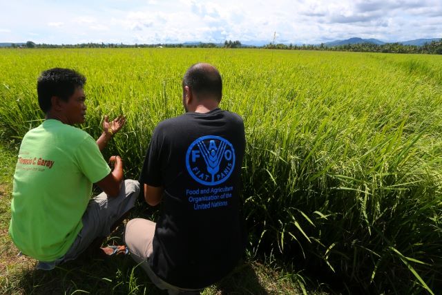 Les familles aux Philippines ont bénéficié d’importants avantages, monétaires et autres, du soutien de l’action anticipée de la FAO.